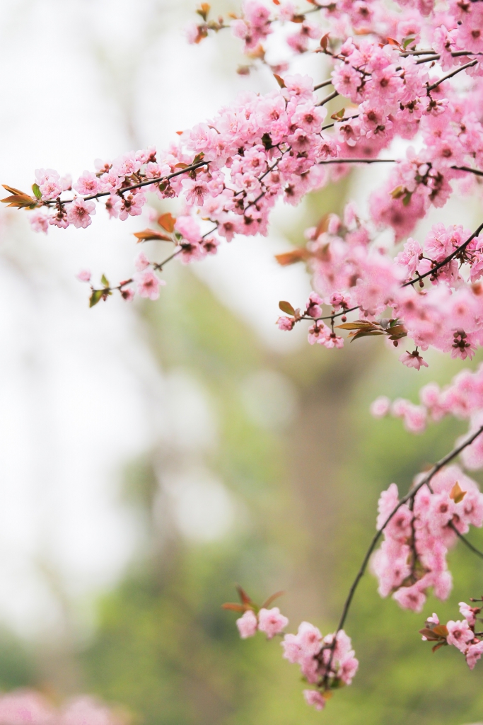 cherry blossom